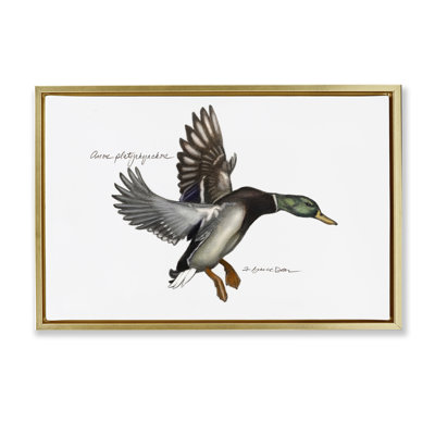 Flying Mallard Duck Gold Framed Floater Canvas by Jadei Graphics