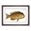 Grecian Parrot-Fish by M.E. Bloch - Picture Frame Painting Print-55575532-55575536