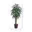 Ficus au sol en pot