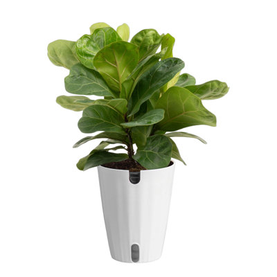 Costa Farms 12'' Fiddle Leaf Fig Plant Desktop Plant in a Ceramic Planter with Air Purifying Qualities