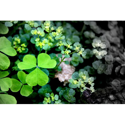 " Shamrocks Clovers " by Mzc_