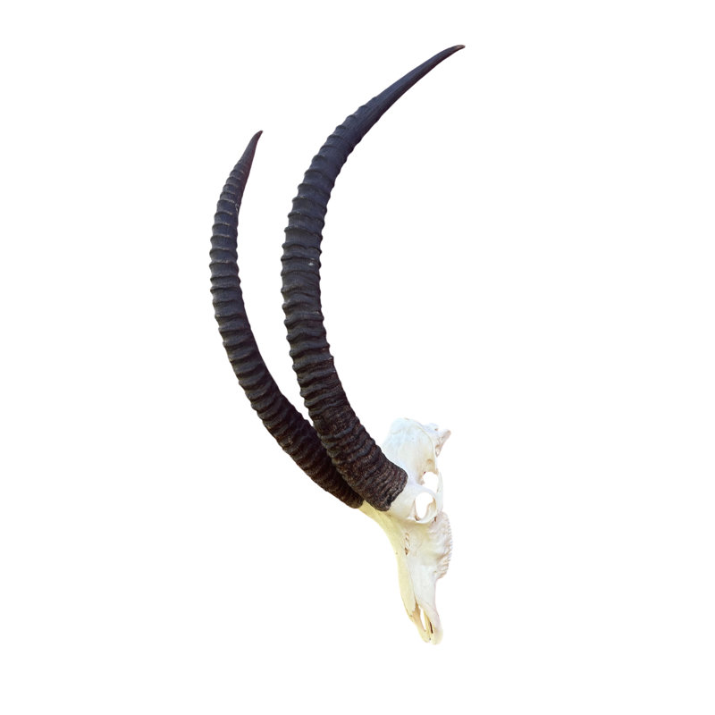Tianey Trophy Sable Antelope Skull