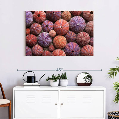 Empty Sea Urchin Shells