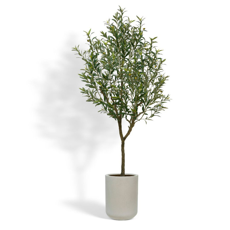 7FT Olive Tree KD
