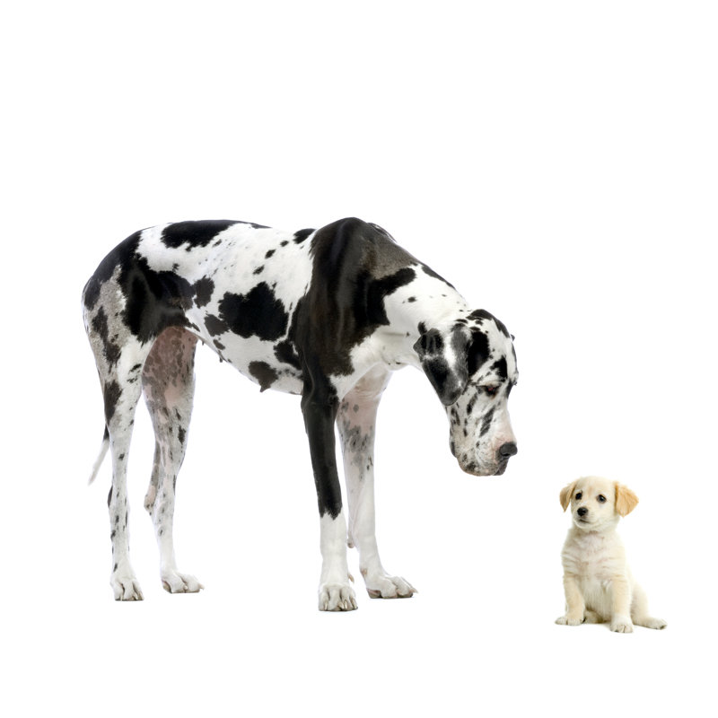 Great Dane Harlequin Looking Down At Yellow Labrador Retriever Puppy by GlobalP - Wrapped Canvas Print, 30cm H x 30cm W