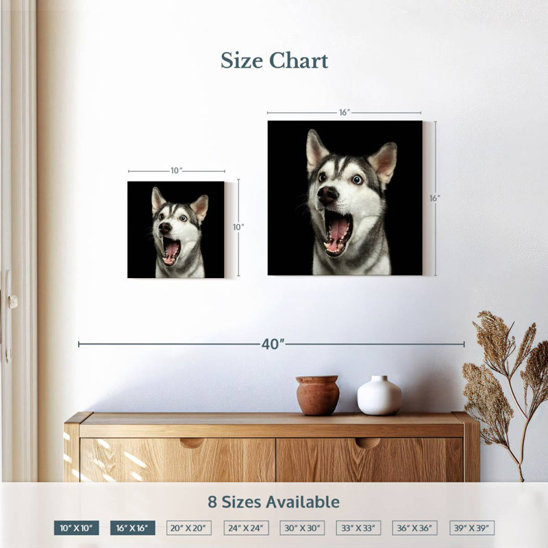 Brampt Surprised Siberian Husky, 10" H x 10" W