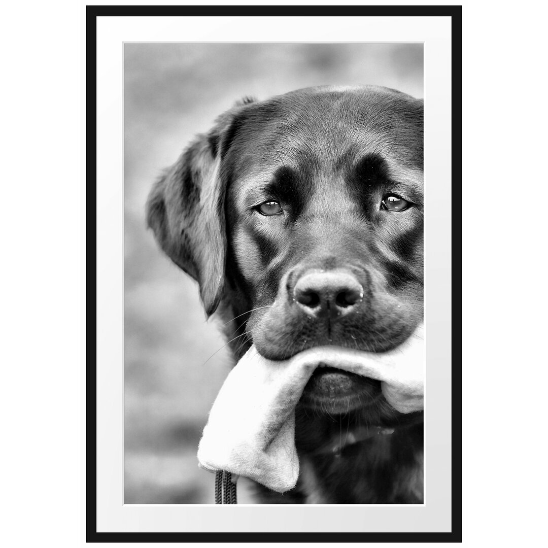 Gerahmtes Poster Schwarzer Labrador mit Spielzeug