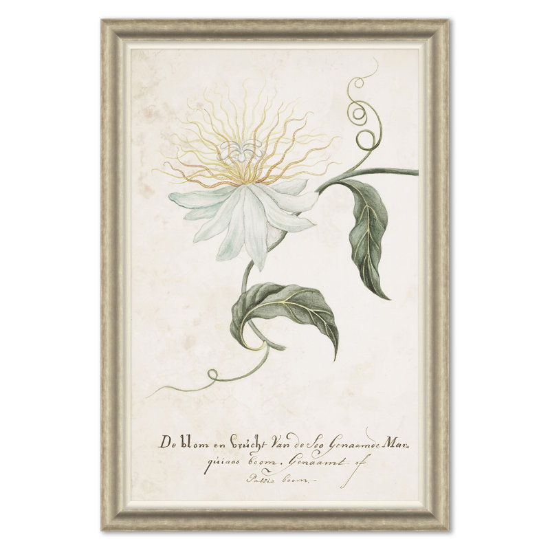 Belladonna Lily & Flower On A Passion Tree Giclee Print by Paul Cezanne