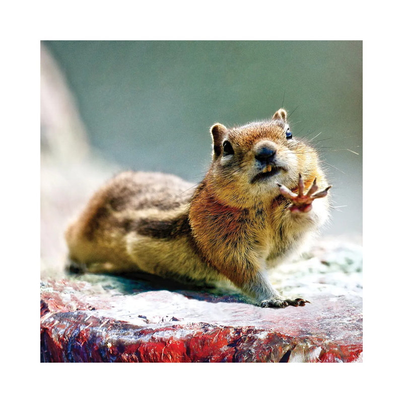 Talk To The Hand - Chipmunk Art by OLena Art - Wrapped Canvas Print, 66.04cm H x 66.04cm W x 1.91cm D