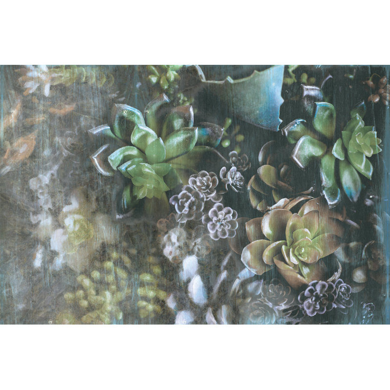 Succulents 4 - Wrapped Canvas Print, 20cm H x 30cm W x 3.8cm D