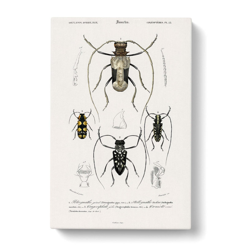Beetle Illustrations PL. 13 by Charles D Orbigny - Wrapped Canvas, 60cm H x 40cm W x 3cm D