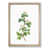 Oak Framed