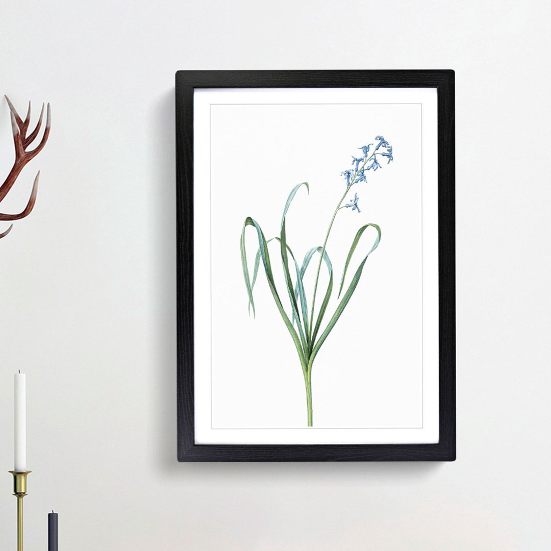 Dutch Hyacinth by Pierre-Joseph Redoute - Picture Frame Painting Print