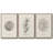 " Shore Treasure Study I " 3 - Pieces-97711595-97711596