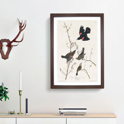 Red-Winged Starling by John James Audubon - Picture Frame Painting Print