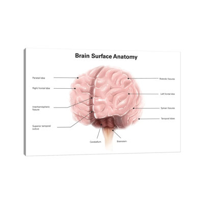«Brain Surface Anatomy, with Labels» par Alan Gesek - impression sur toile tendue