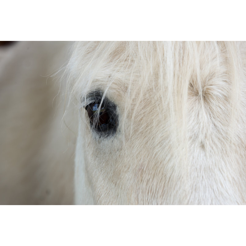 White Horse Black Eye - Wrapped Canvas Art Prints, 30cm H x 46cm W