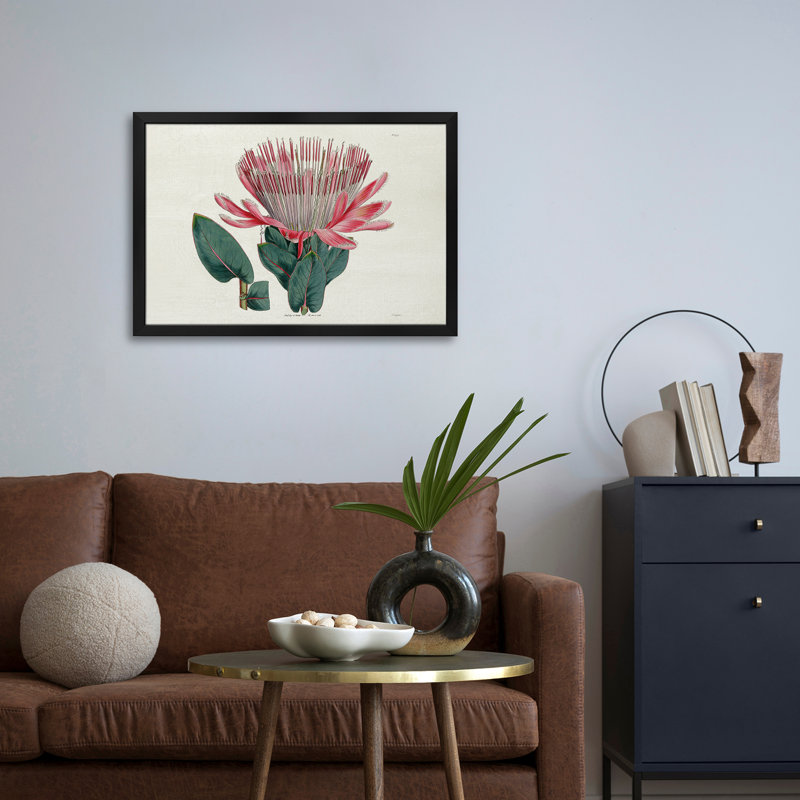 Protea N17 - reproduction d'art murale - affiche de galerie, H 16 po x l 24 po