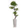 Panama Floor Yacca Tree in Planter