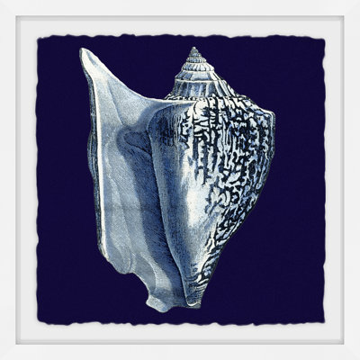 " Indigo Shell I " Acrylic Print