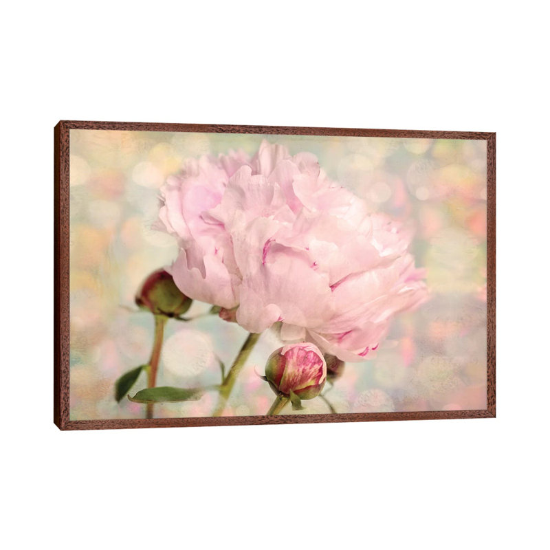 Pink Peony by Ros Berryman - Print on Canvas, 152.5 cm H x 101.5 cm W, Classic Brown Wood Framed