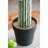 Artificial Potted Cactus