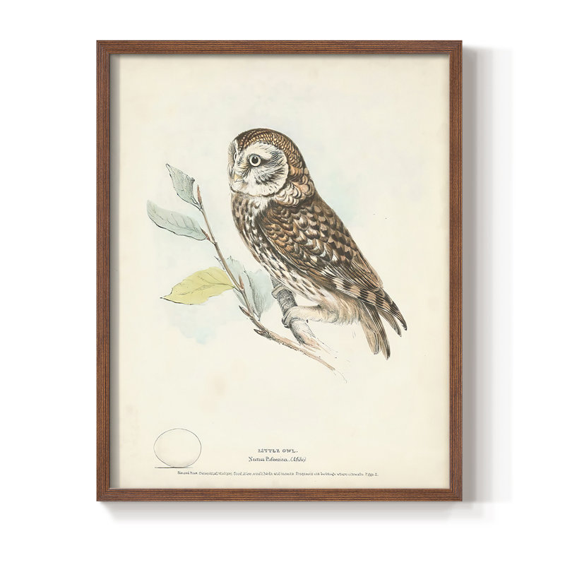 «Little Owl», reproduction encadrée - bois massif, Brun, H 14 po x l 11 po