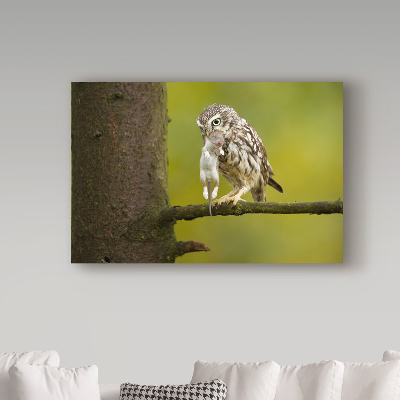«Little Owl» par Haldun, reproduction de photo sur toile tendue, H 12 po x l 19 po x P 2 po