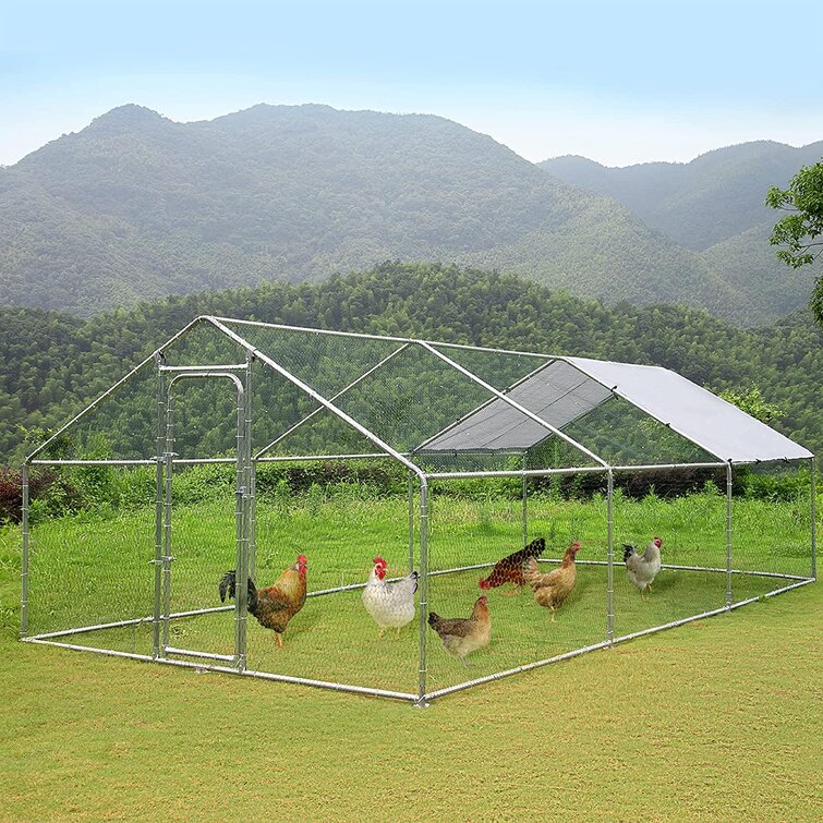  Indoor Area Rugs, Chicken Hen Mountain Green Grass