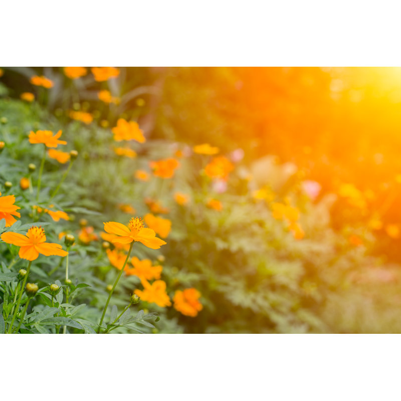 Wild Flowers In Sunrise - Wrapped Canvas Print, 30cm H x 46cm W