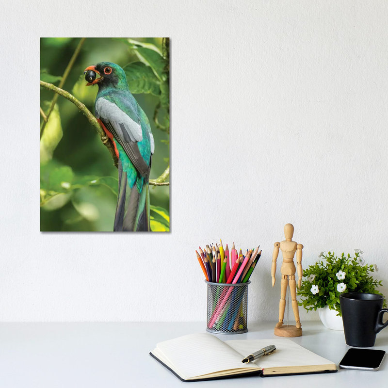 Costa Rica, La Selva Biological Research Station. Slaty-Tailed Trogon On Limb. by Jaynes Gallery - Wrapped Canvas Print