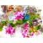 Floral Print by Chamira Young-71201384-132872043