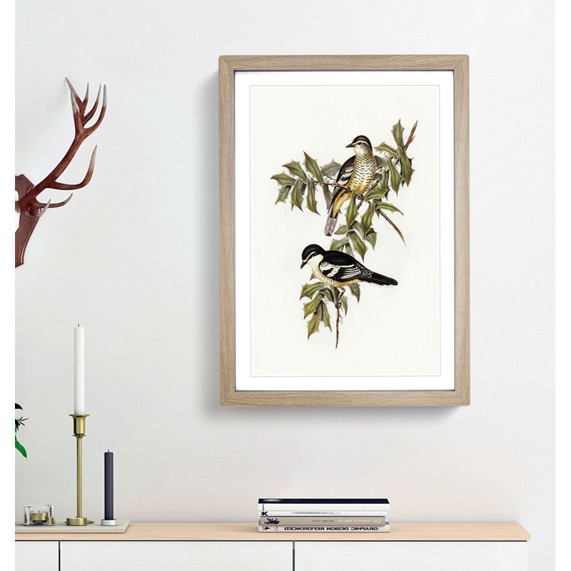 Northern Cuckooshrike by Elizabeth Gould - Framed Print, 48cm H x 36cm W x 2cm D, Oak Framed
