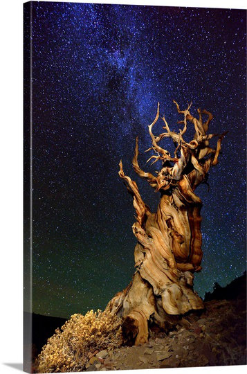 «Straub Bristlecone Pine» par Tanja Ghirardini - reproduction de photo, H 36 po x l 24 po x P 1,5 po, Toile