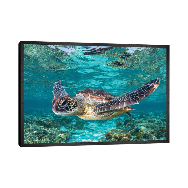Learn To Fly by Jordan Robins - Print on Canvas, Black Framed, 101.6 cm H x 66.04 cm W