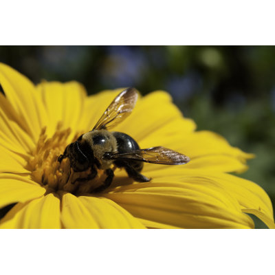 Bee Pollinating Marigold 1 Piece Wrapped Canvas Wall Art