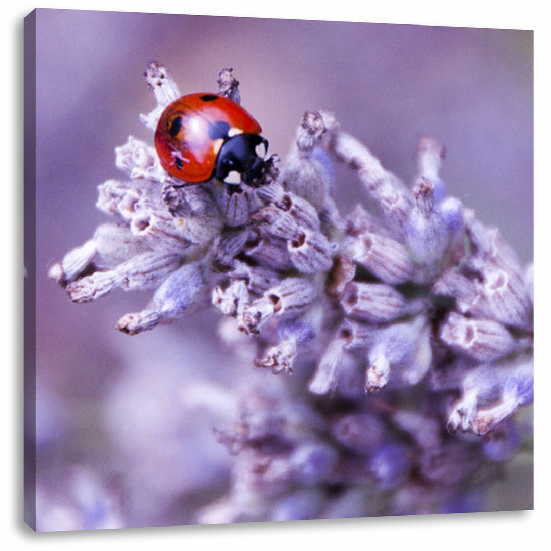 Leinwandbild Kleiner Marienkäfer auf Lavendel