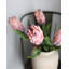 Pink Mink Protea 29"