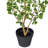 36" Artificial Variegated Triangle Ficus Potted