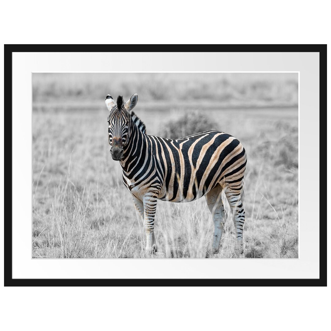 Gerahmtes Poster Einzelnes Zebra im Wildgras