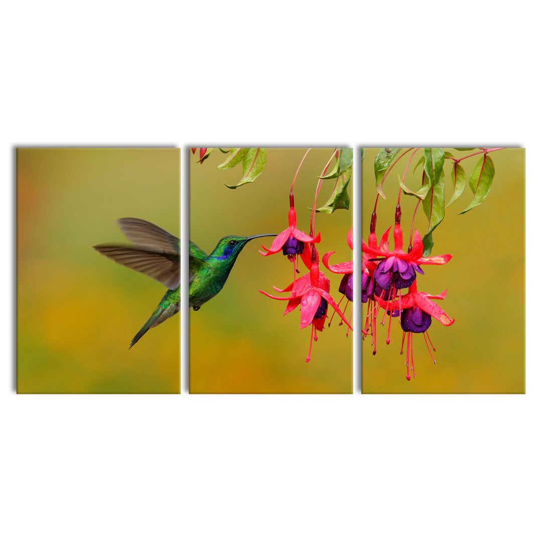 3-tlg. Leinwandbilder-Set Hummingbird Drinking Flower Nectar