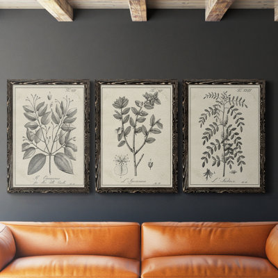Antique Black and White Botanical VII - Ensemble de 3 reproductions d'art sur toile