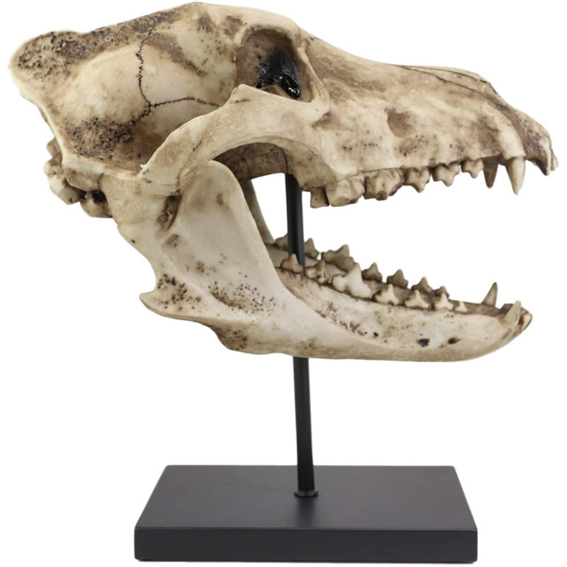 Faux taxidermie réplique crâne et dents