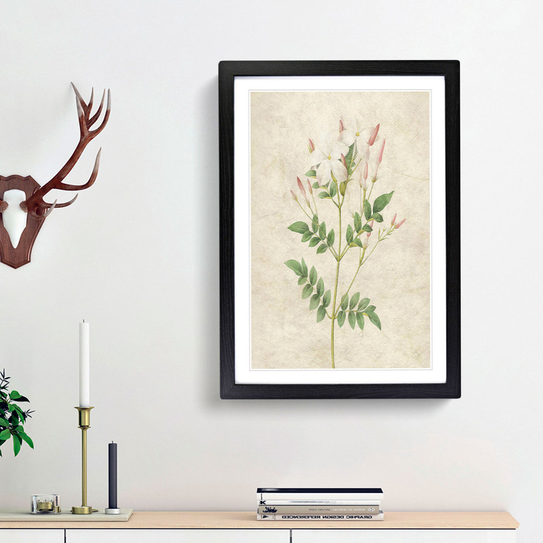 Spanish Jasmine Flowers by Pierre-Joseph Redoute - Picture Frame Painting Print