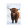 Highland Cattle I - Print on Canvas