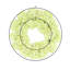 Couronne d'hortensia 24 po Sofia-1936043061