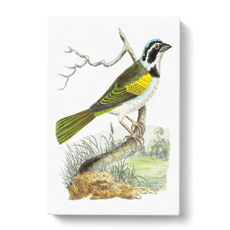 Silent Tanager Bird by George Shaw - Wrapped Canvas, 50cm H x 35cm W x 3cm D