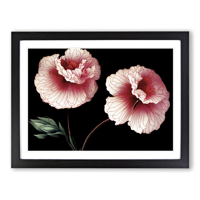 Sparkling Carnation Flowers - Framed Print, 25cm H x 34cm W x 2cm D, Black
