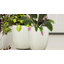 Vase de table en verre frosted Talisha