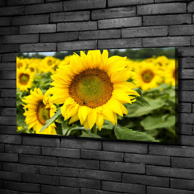 Field Of Sunflowers - Wrapped Canvas Print